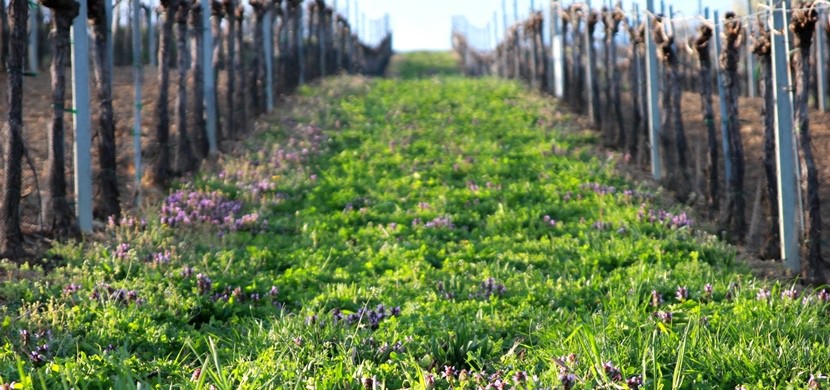 Winzerhof Scheit - Weinbergsbegrünung 